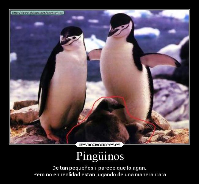 Pingüinos -