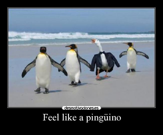 Feel like a pingüino -