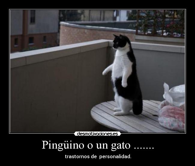Pingüino o un gato ....... -