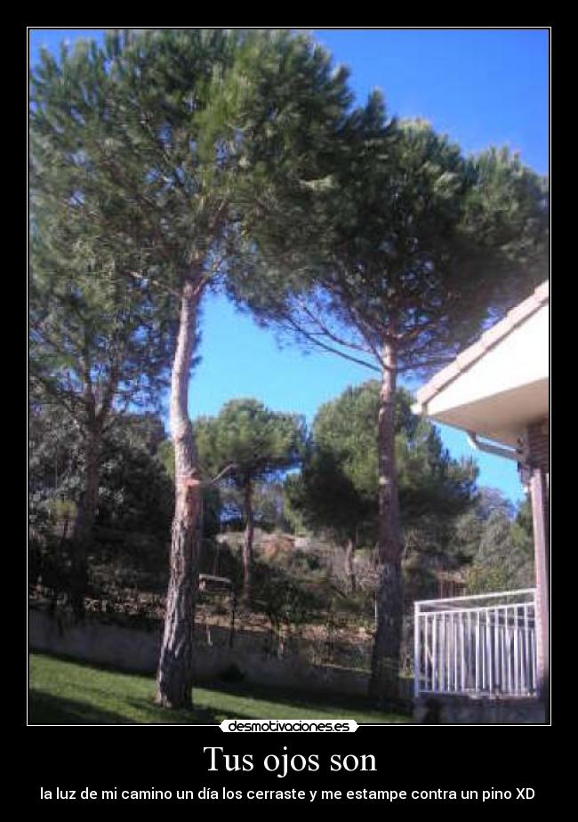 Tus ojos son - la luz de mi camino un día los cerraste y me estampe contra un pino XD 