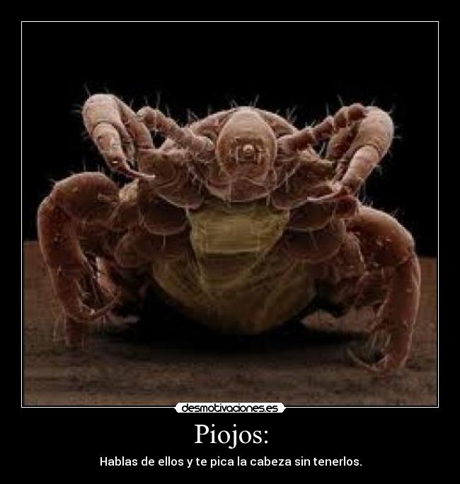 Piojos: - 