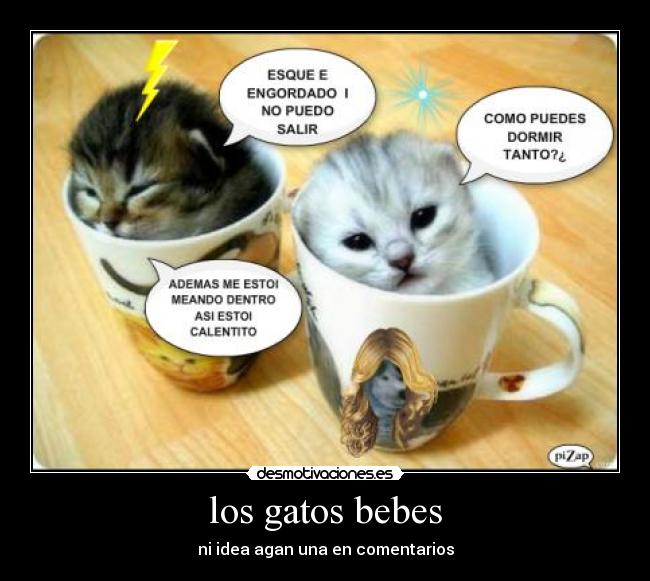 los gatos bebes - ni idea agan una en comentarios