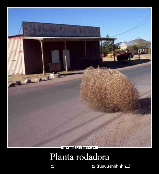 Planta rodadora - ___________@___________________@ (fuuuushhhhhh...)