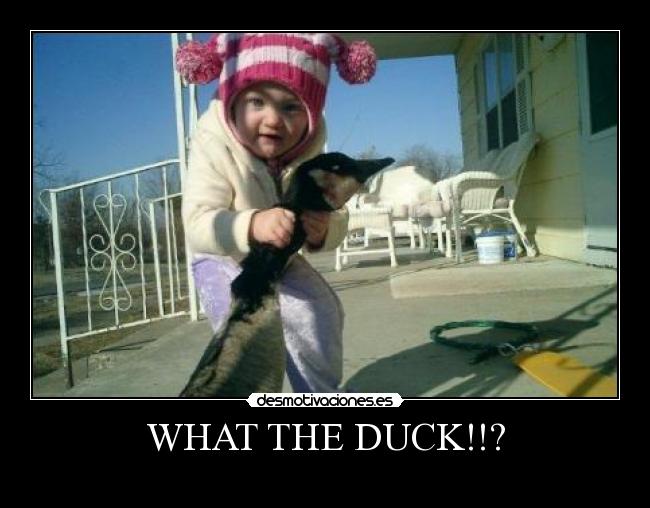 WHAT THE DUCK!!? - 