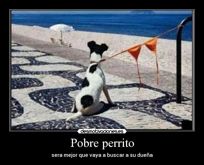 carteles pobre perrito desmotivaciones