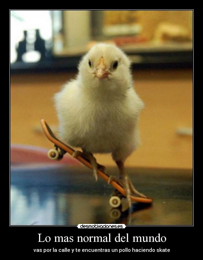 Lo mas normal del mundo - vas por la calle y te encuentras un pollo haciendo skate