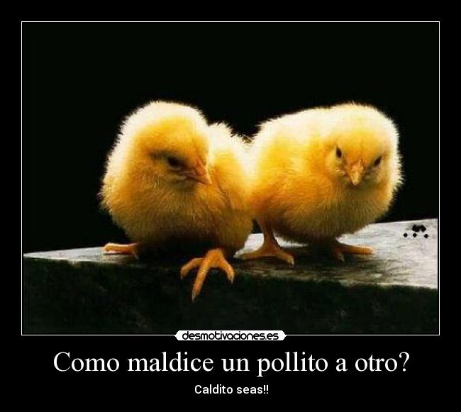 Como maldice un pollito a otro? - Caldito seas!!