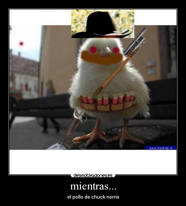 mientras... - el pollo de chuck norris