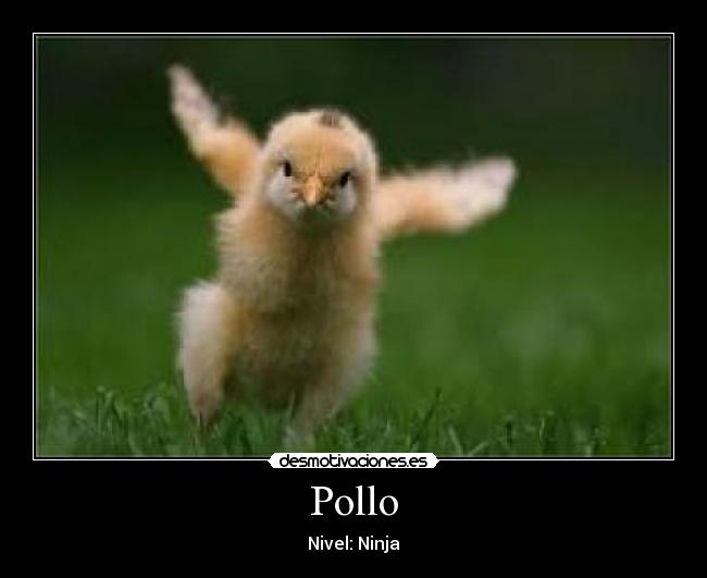 Pollo -