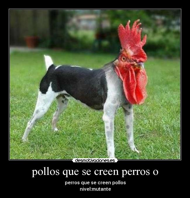 pollos que se creen perros o - 