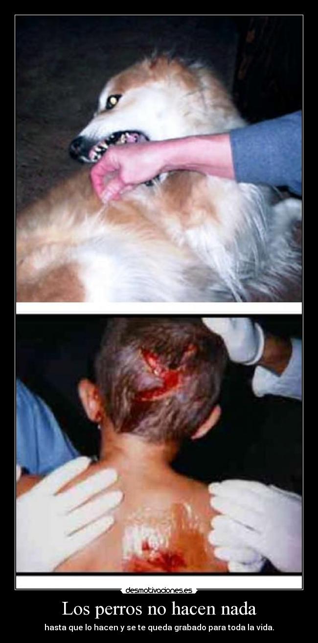 Los perros no hacen nada - 