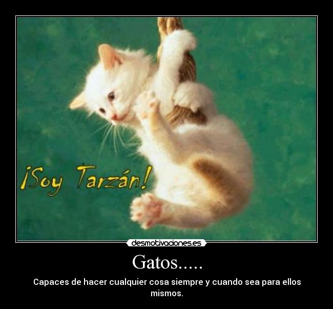 Gatos..... -