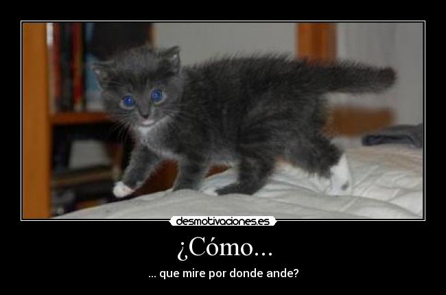 carteles gato caer andar mirar desmotivaciones