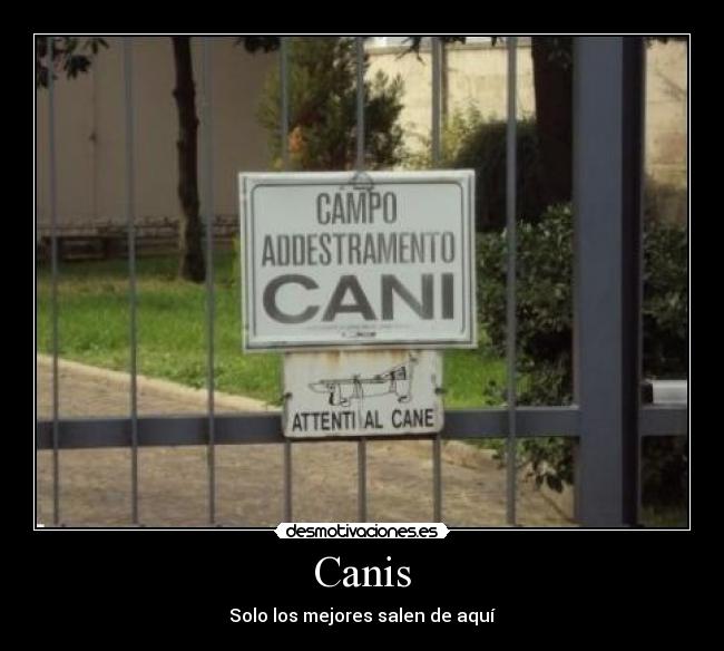 Canis -