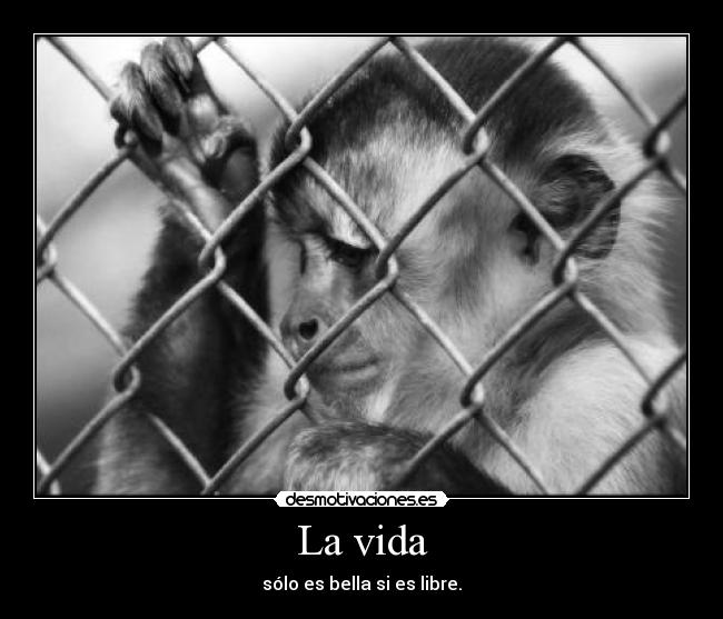 La vida - 