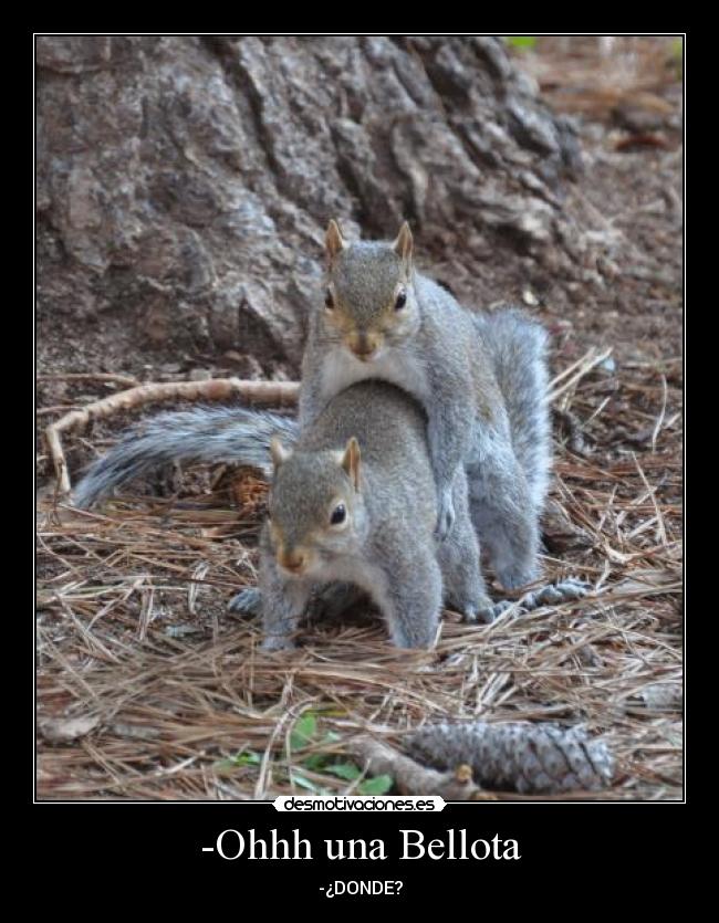 carteles ohhh una bellota nereagothic desmotivaciones