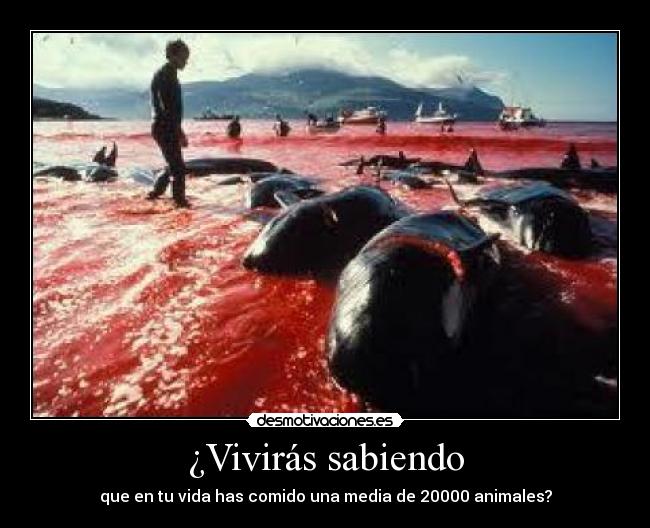 ¿Vivirás sabiendo - que en tu vida has comido una media de 20000 animales?