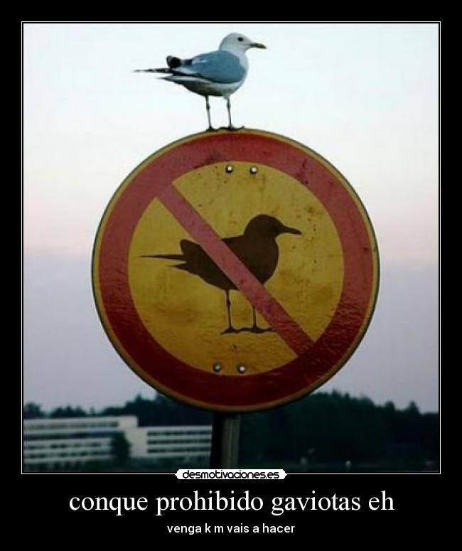 conque prohibido gaviotas eh - venga k m vais a hacer