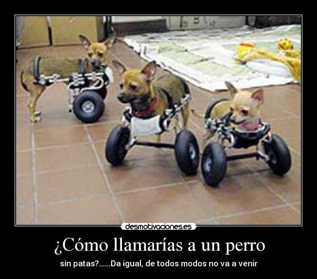 ¿Cómo llamarías a un perro - 