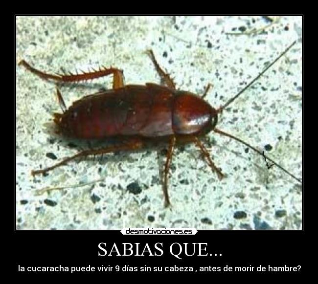 SABIAS QUE... - la cucaracha puede vivir 9 días sin su cabeza , antes de morir de hambre?