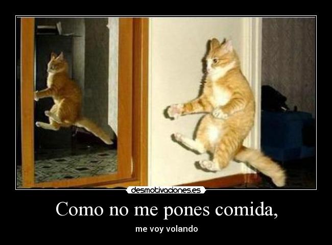 Como no me pones comida, - me voy volando