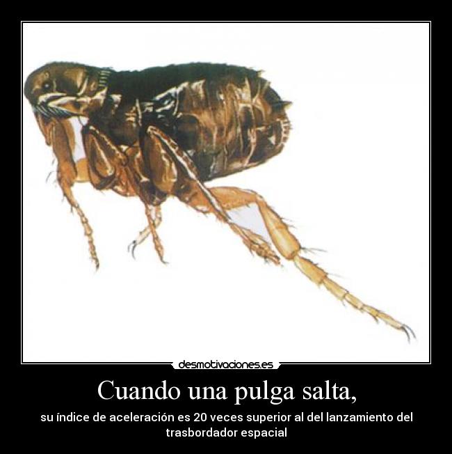 Cuando una pulga salta, -
