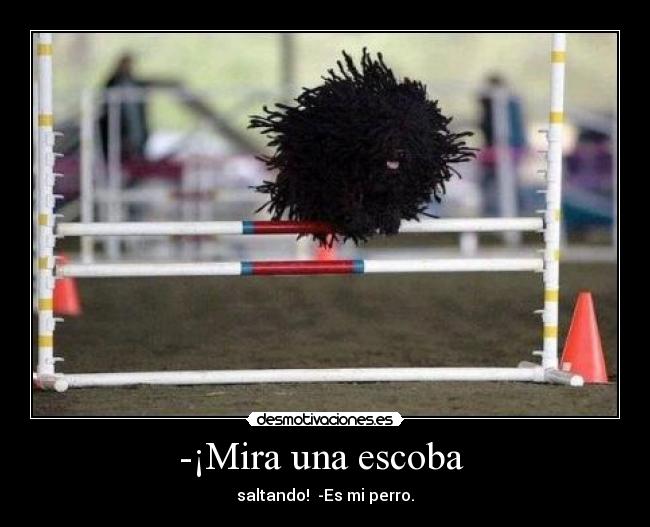 -¡Mira una escoba  - saltando!  -Es mi perro.