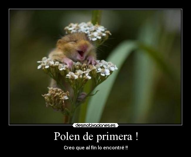 Polen de primera ! - Creo que al fín lo encontré !!