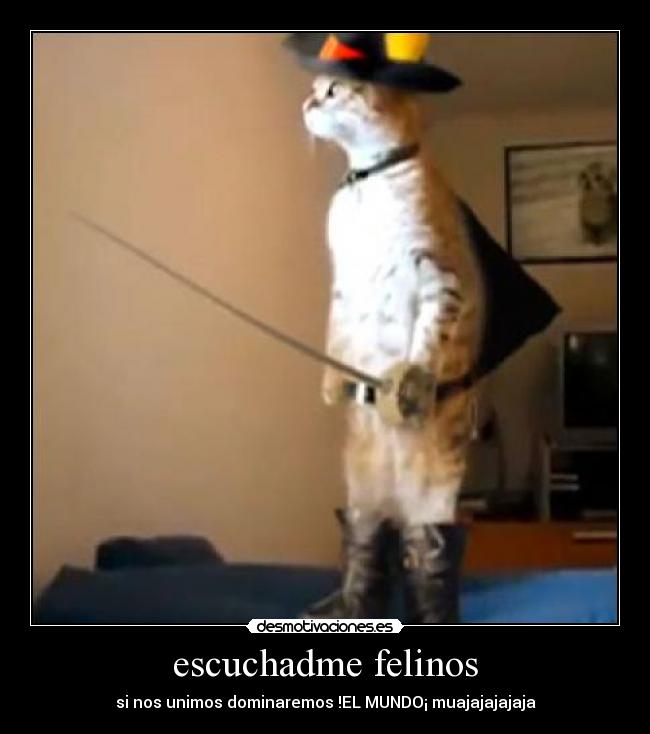 escuchadme felinos - 