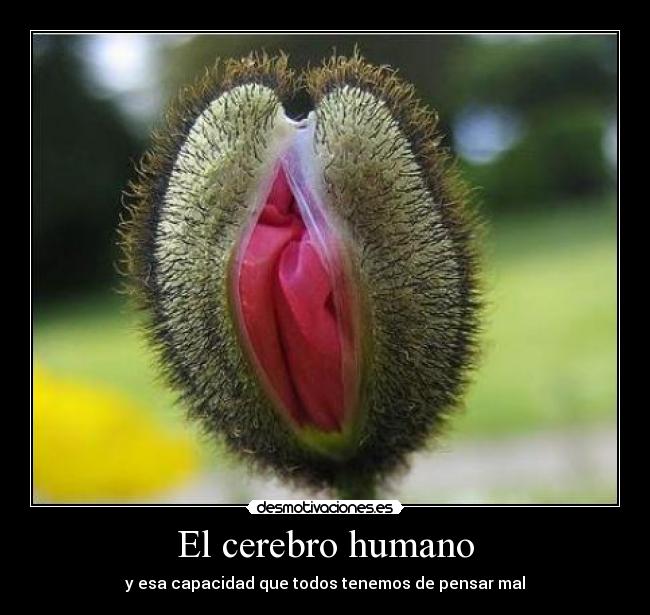 El cerebro humano -