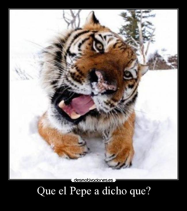 Que el Pepe a dicho que? -