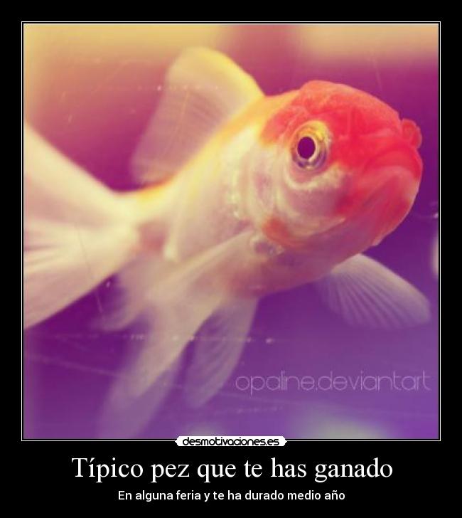 Típico pez que te has ganado - En alguna feria y te ha durado medio año