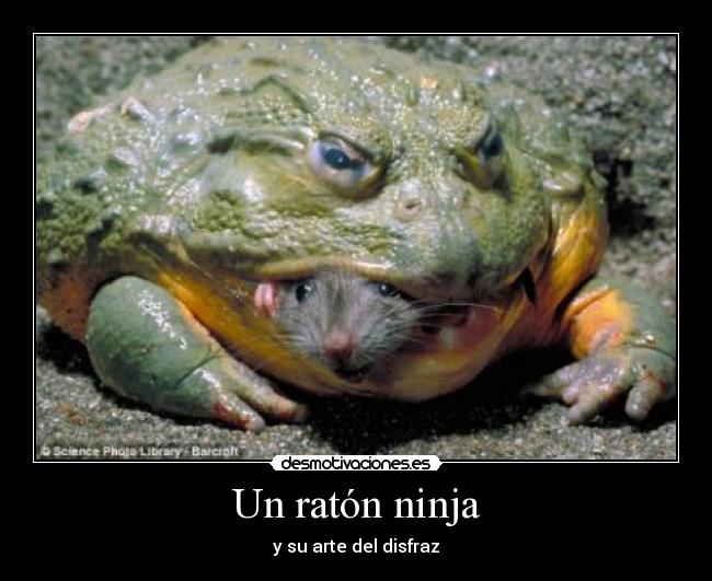 Un ratón ninja - y su arte del disfraz
