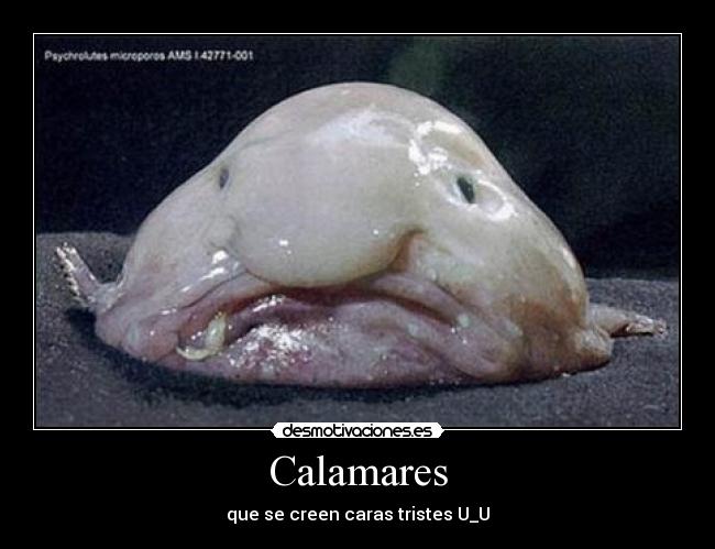 Calamares - que se creen caras tristes U_U