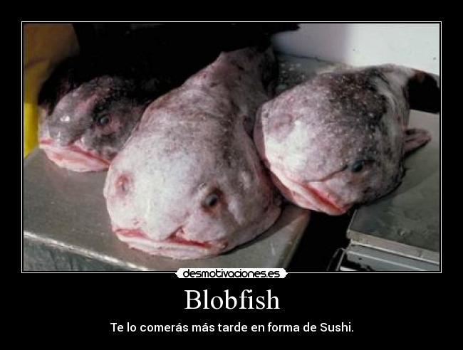 Blobfish - Te lo comerás más tarde en forma de Sushi.