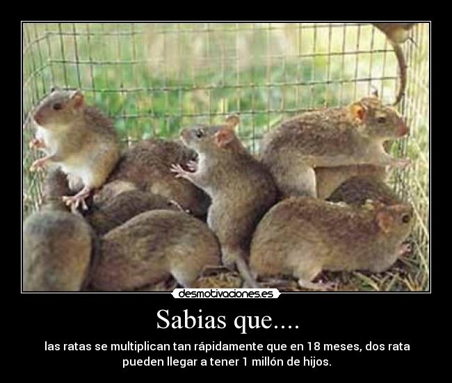 Sabias que.... -  las ratas se multiplican tan rápidamente que en 18 meses, dos rata
pueden llegar a tener 1 millón de hijos.