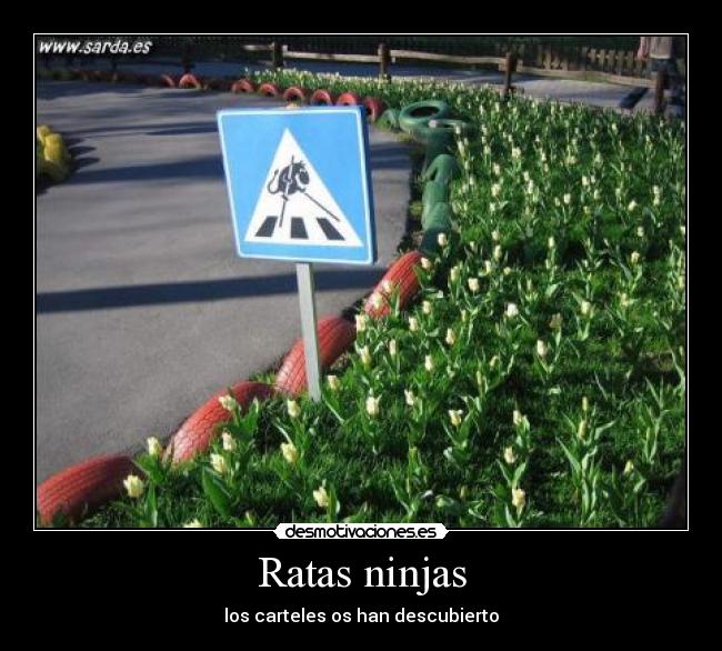 Ratas ninjas - 