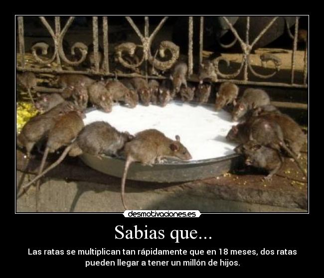 Sabias que... - Las ratas se multiplican tan rápidamente que en 18 meses, dos ratas
pueden llegar a tener un millón de hijos.