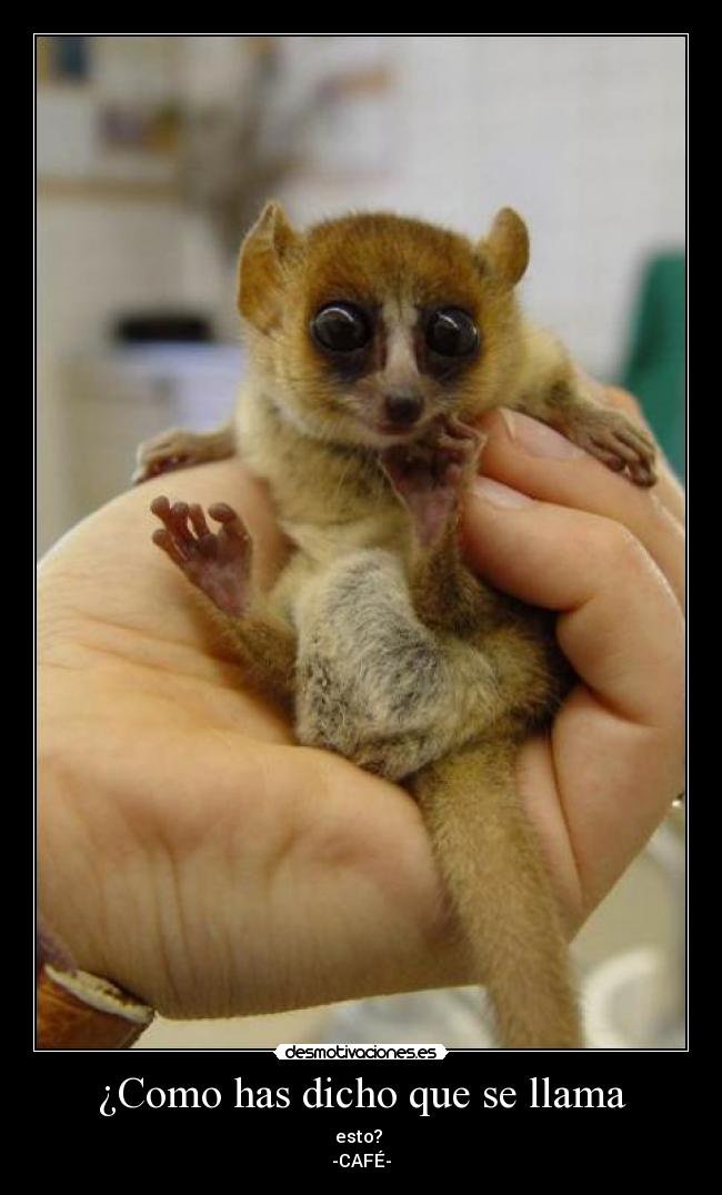 ¿Como has dicho que se llama - esto? 
-CAFÉ-