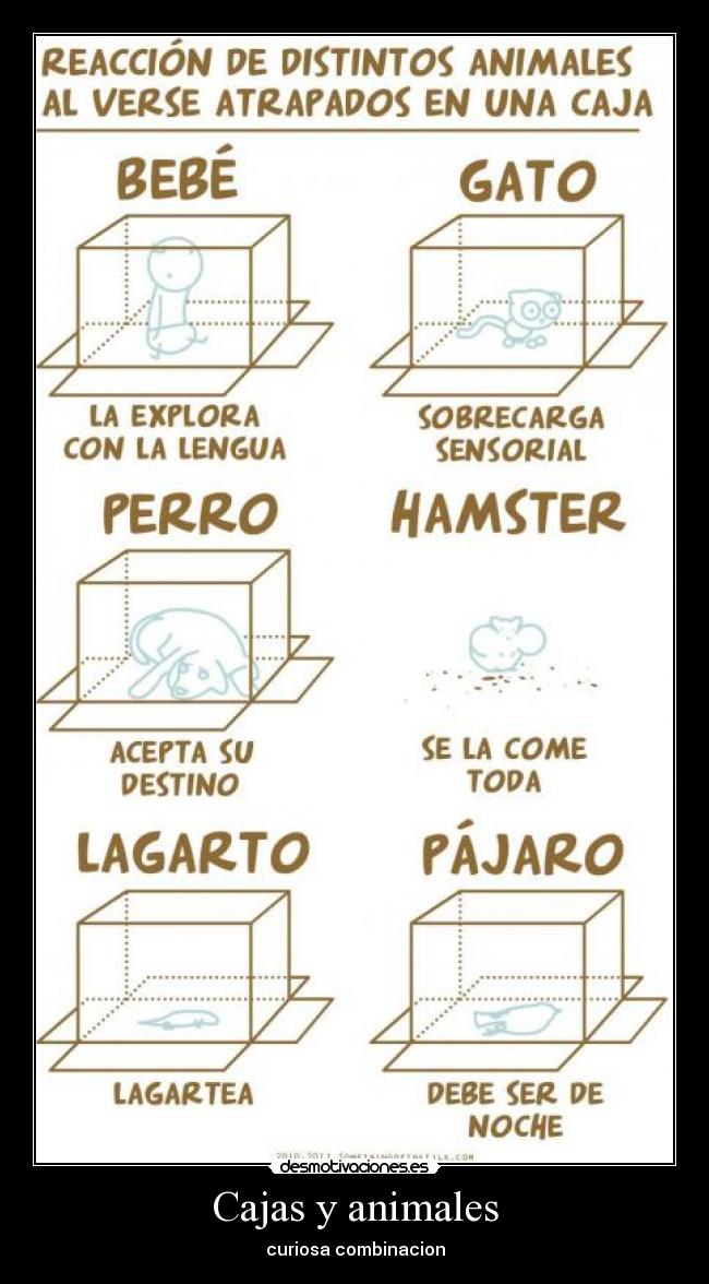 Cajas y animales - curiosa combinacion