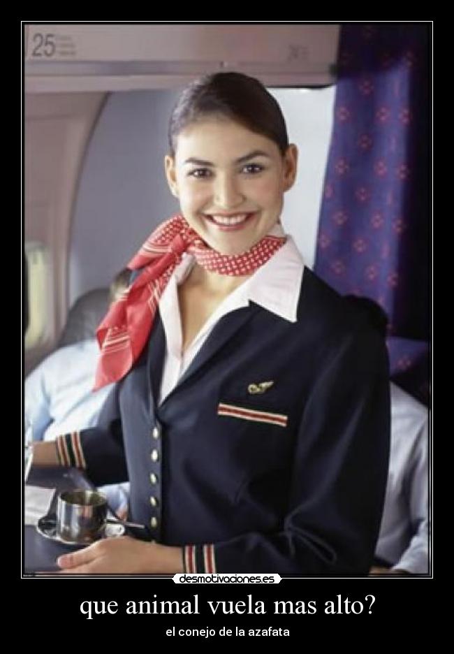 que animal vuela mas alto? - 