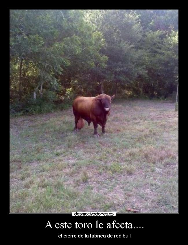 carteles toro red bull desmotivaciones