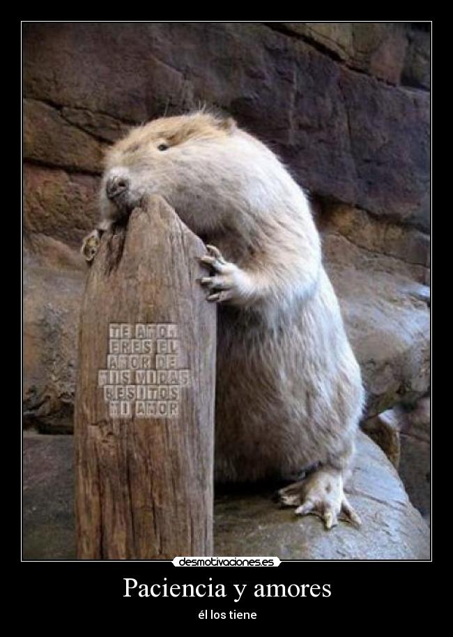 Paciencia y amores -