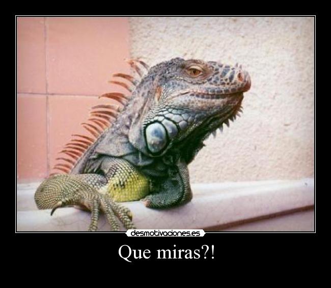 Que miras?! - 