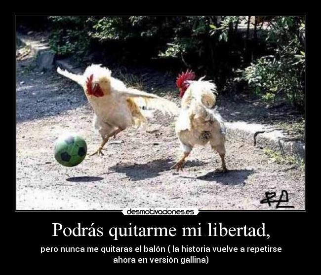 Podrás quitarme mi libertad, - pero nunca me quitaras el balón ( la historia vuelve a repetirse
ahora en versión gallina)