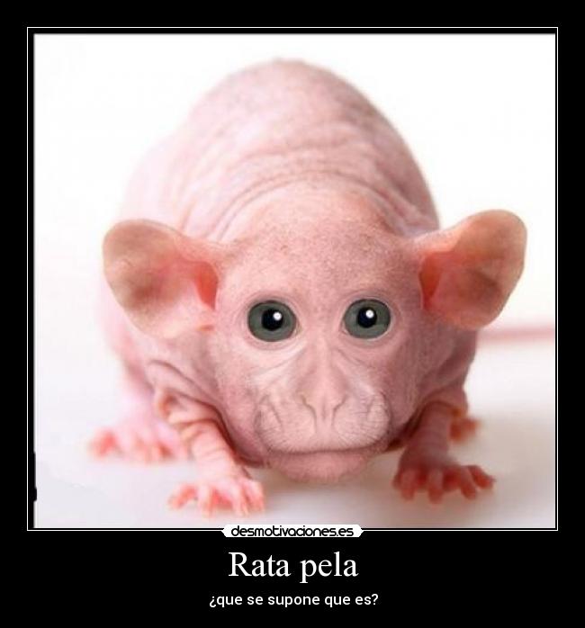 Rata pela - ¿que se supone que es?