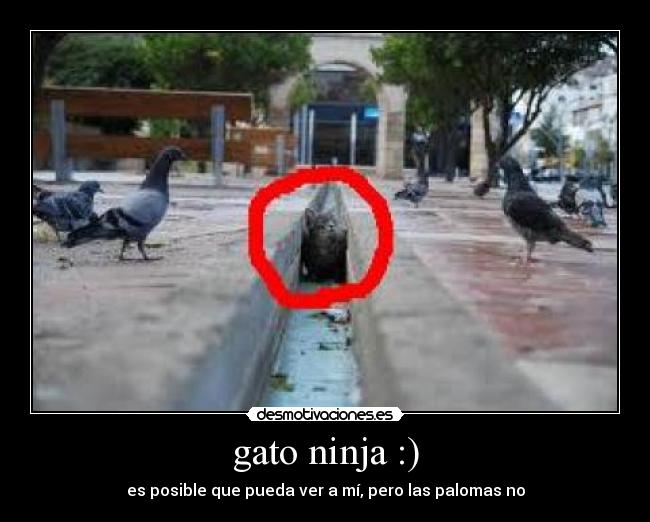 gato ninja :) -