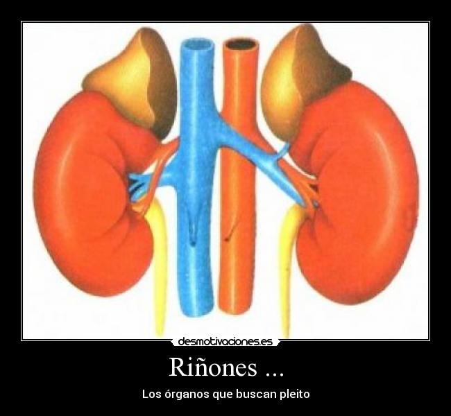 Riñones ... - 