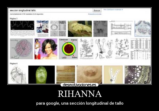 RIHANNA - para google, una sección longitudinal de tallo