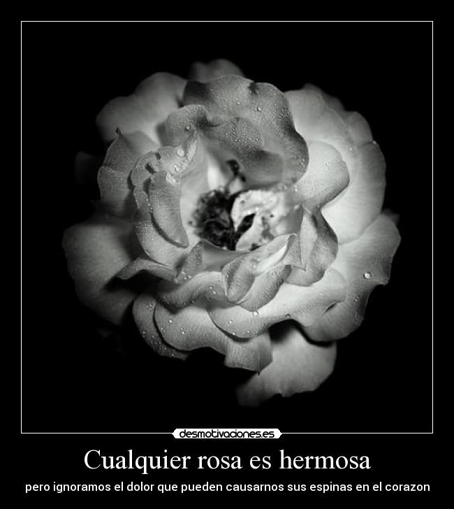 Cualquier rosa es hermosa - pero ignoramos el dolor que pueden causarnos sus espinas en el corazon